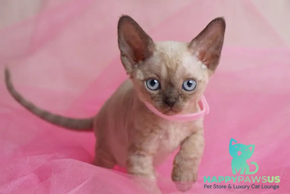 Nona Devon Rex female chocolate pointed - live animals