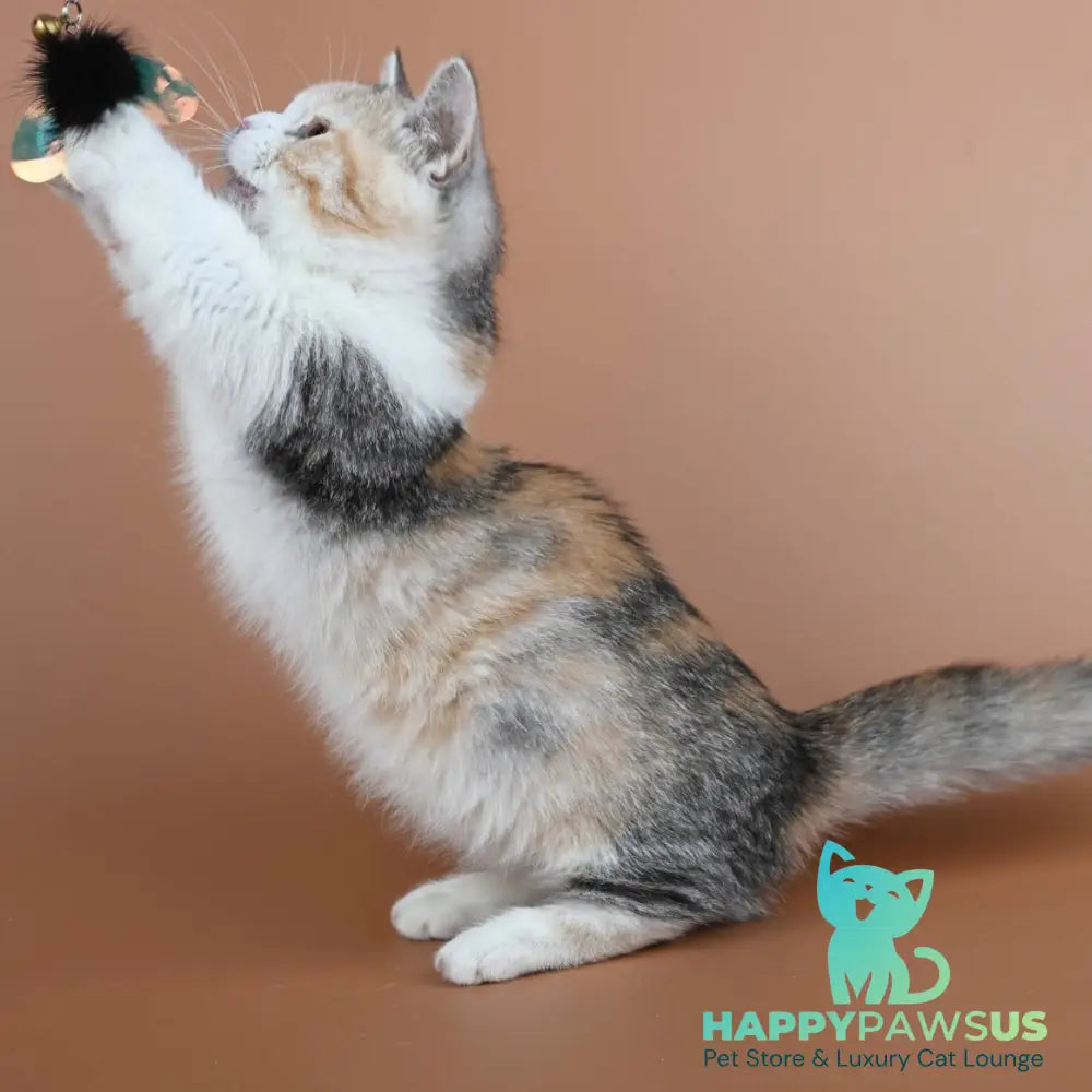 Nona Munchkin female black tortie ticked tabby bicolour - live animals