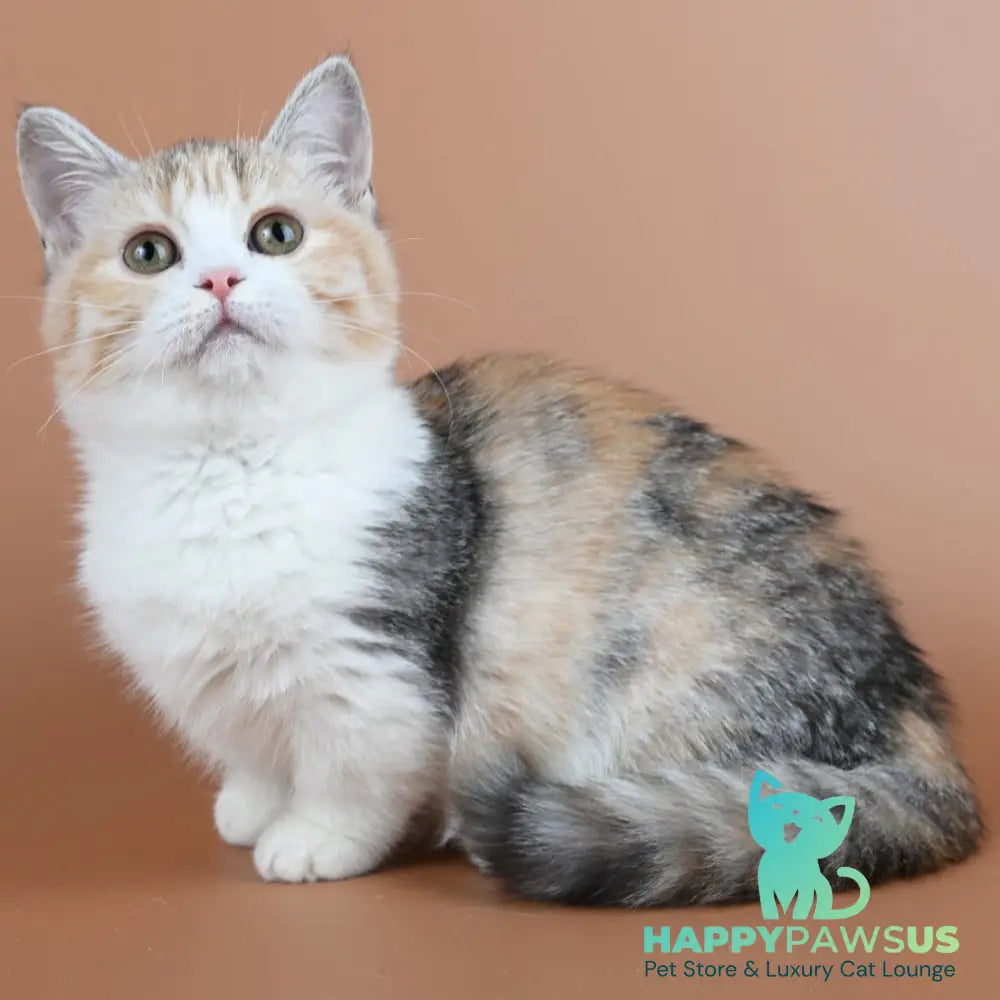 Nona Munchkin female black tortie ticked tabby bicolour - live animals