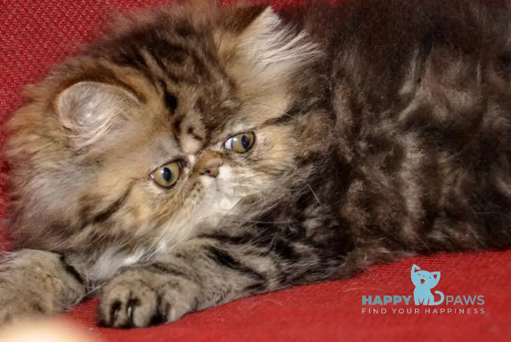 Nona Persian female black tortie tabby live animals