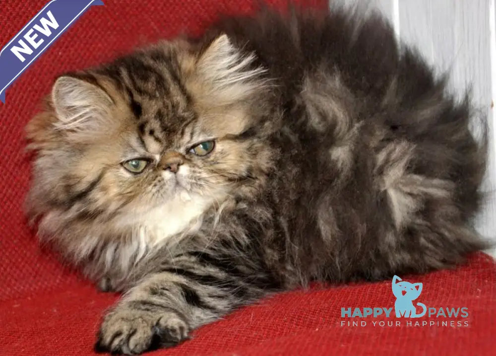 Nona Persian female black tortie tabby live animals