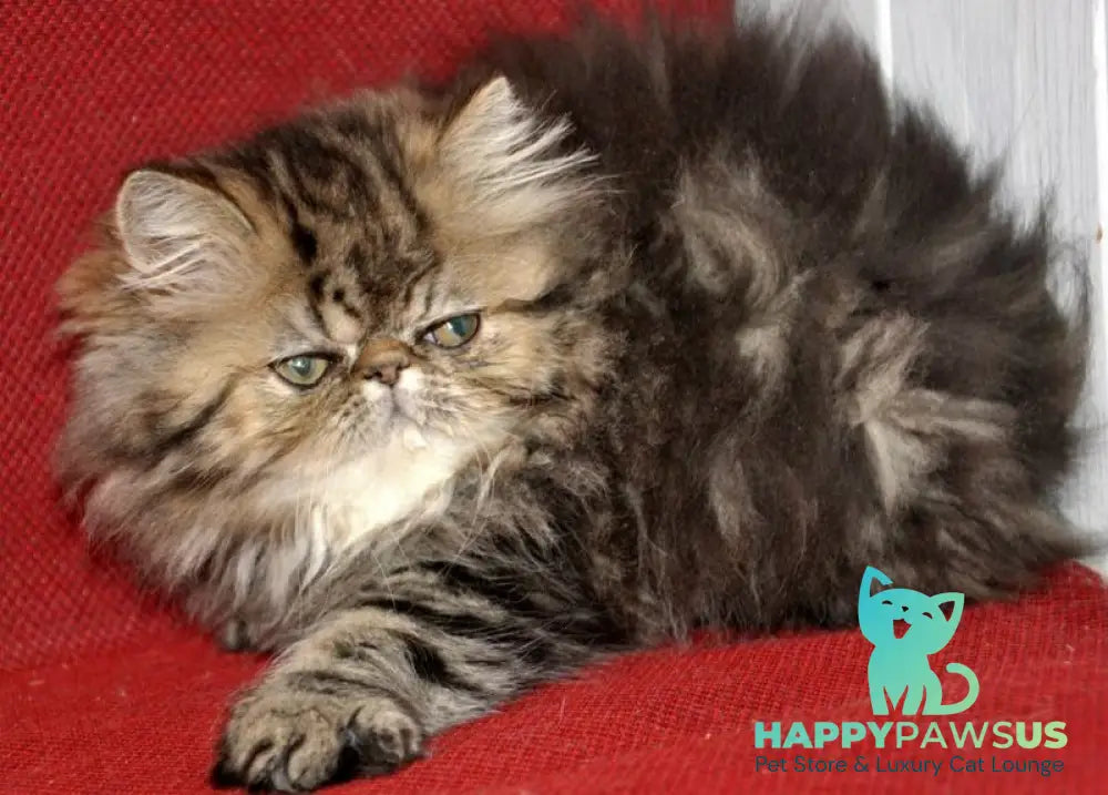 Nona Persian female black tortie tabby live animals
