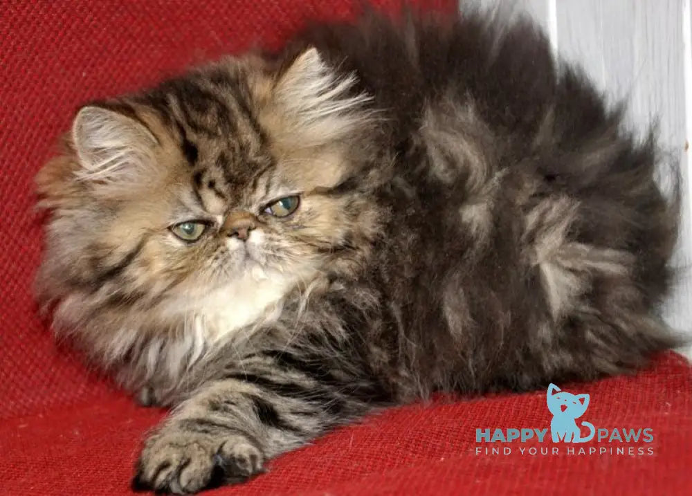 Nona Persian female black tortie tabby live animals