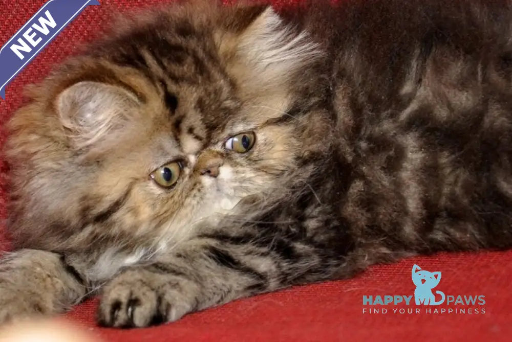 Nona Persian female black tortie tabby live animals