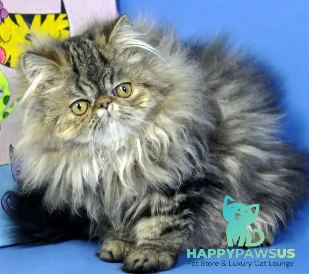 Nona Persian female black tortie tabby live animals
