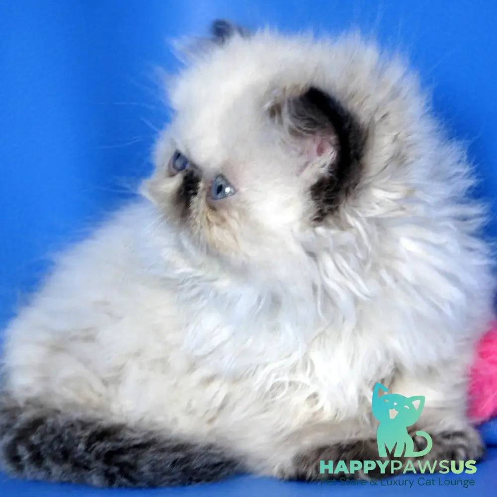 Nona Persian female black tortie tabby pointed - live animals