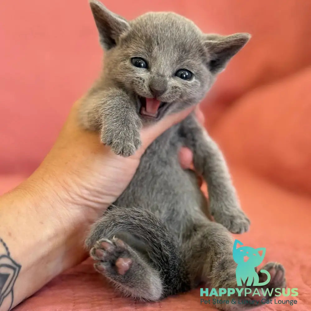 Nona Russian Blue female blue - live animals