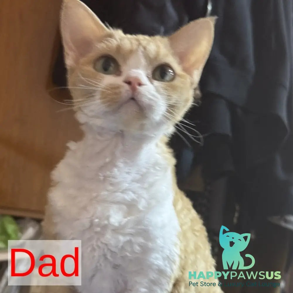 Nonna Devon Rex female black tortie - live animals