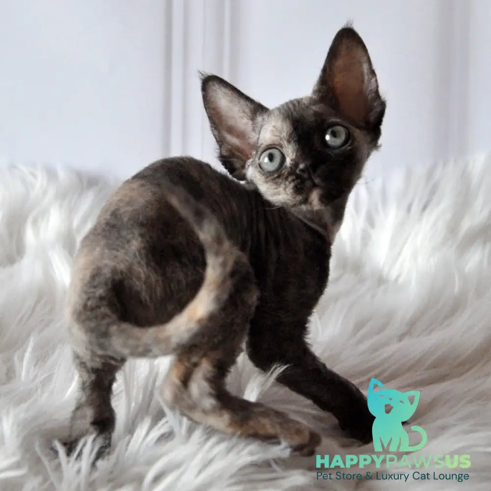 Nonna Devon Rex female black tortie - live animals