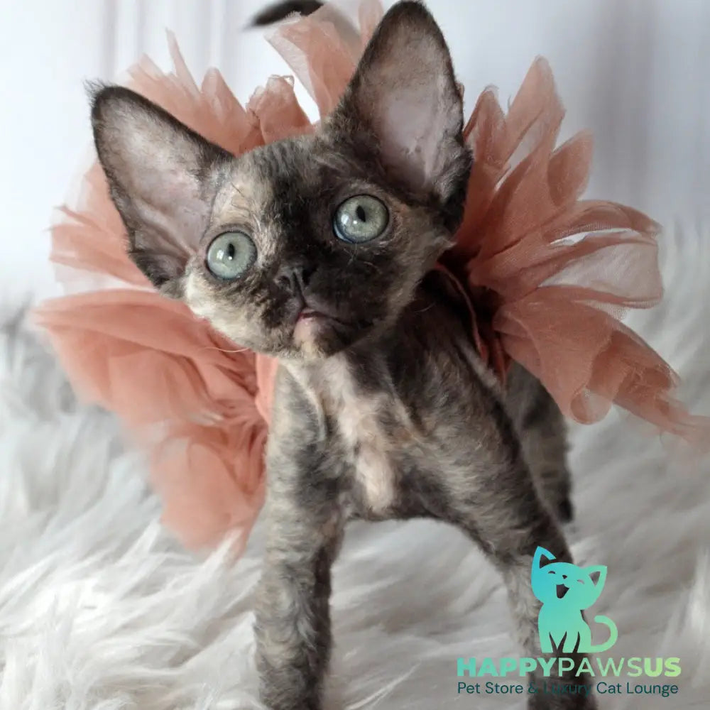 Nonna Devon Rex female black tortie - live animals