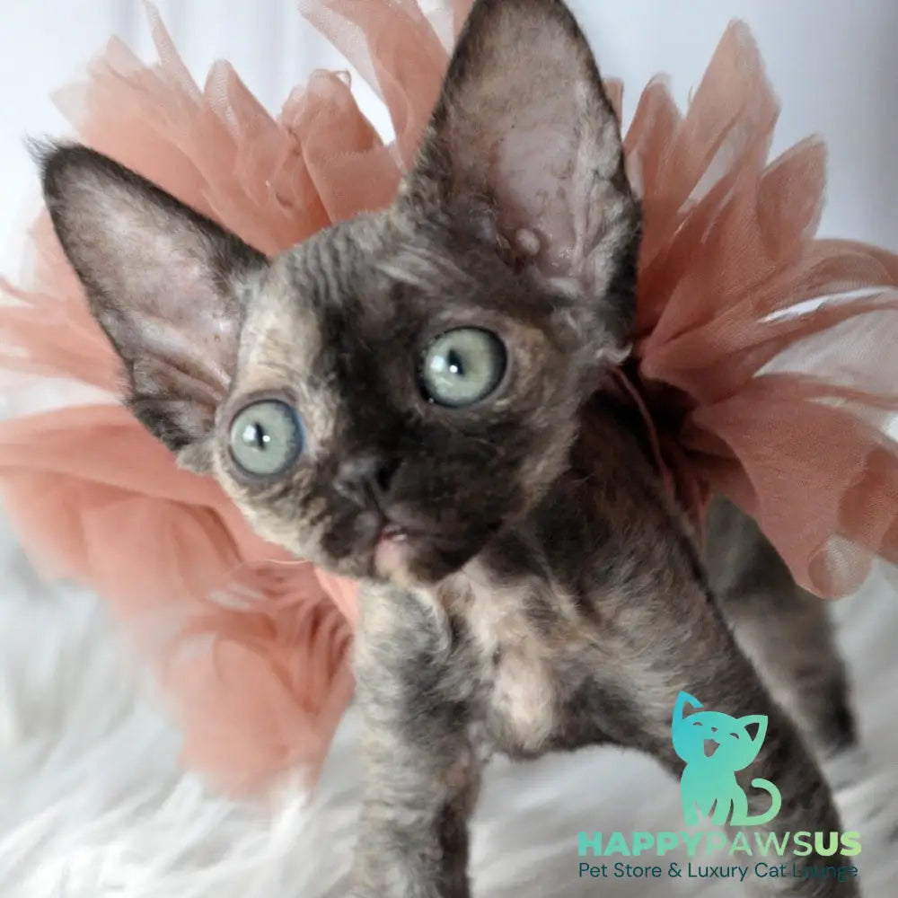 Nonna Devon Rex female black tortie - live animals