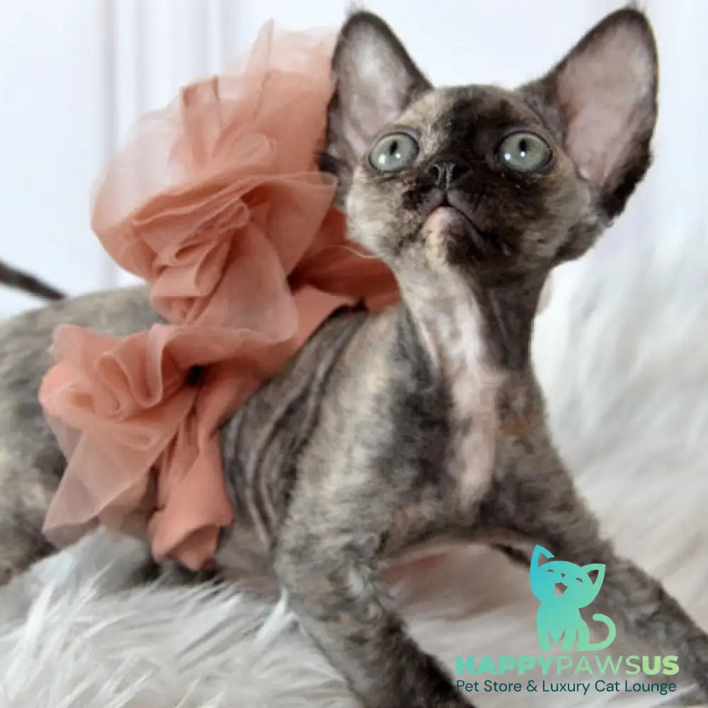 Nonna Devon Rex female black tortie - live animals