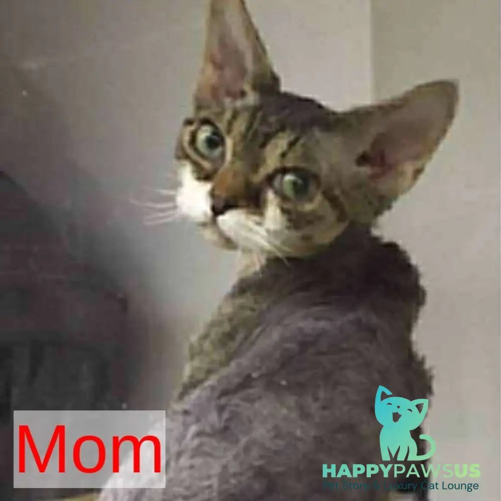 Nonna Devon Rex female black tortie - live animals