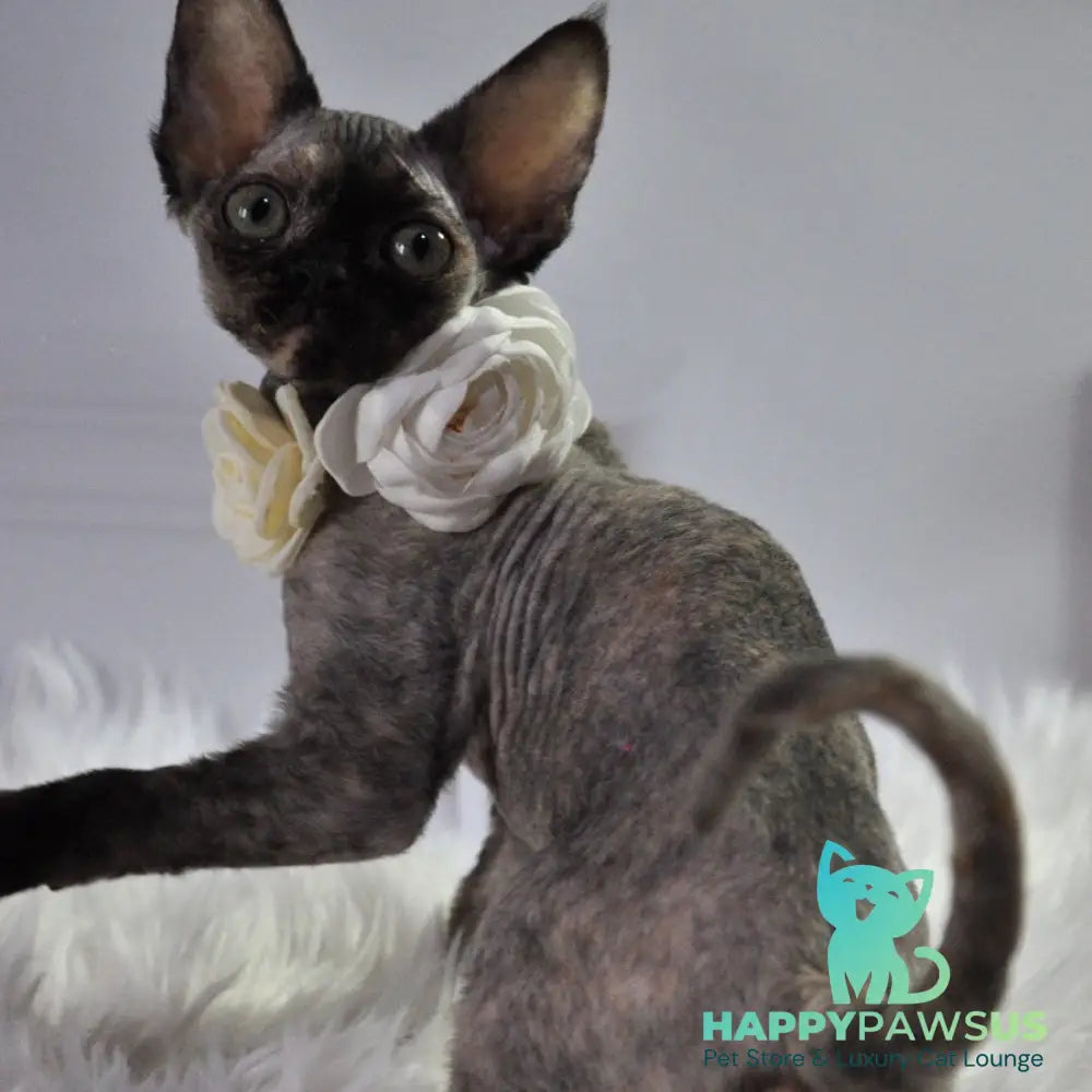 Nonna Devon Rex female black tortie - live animals