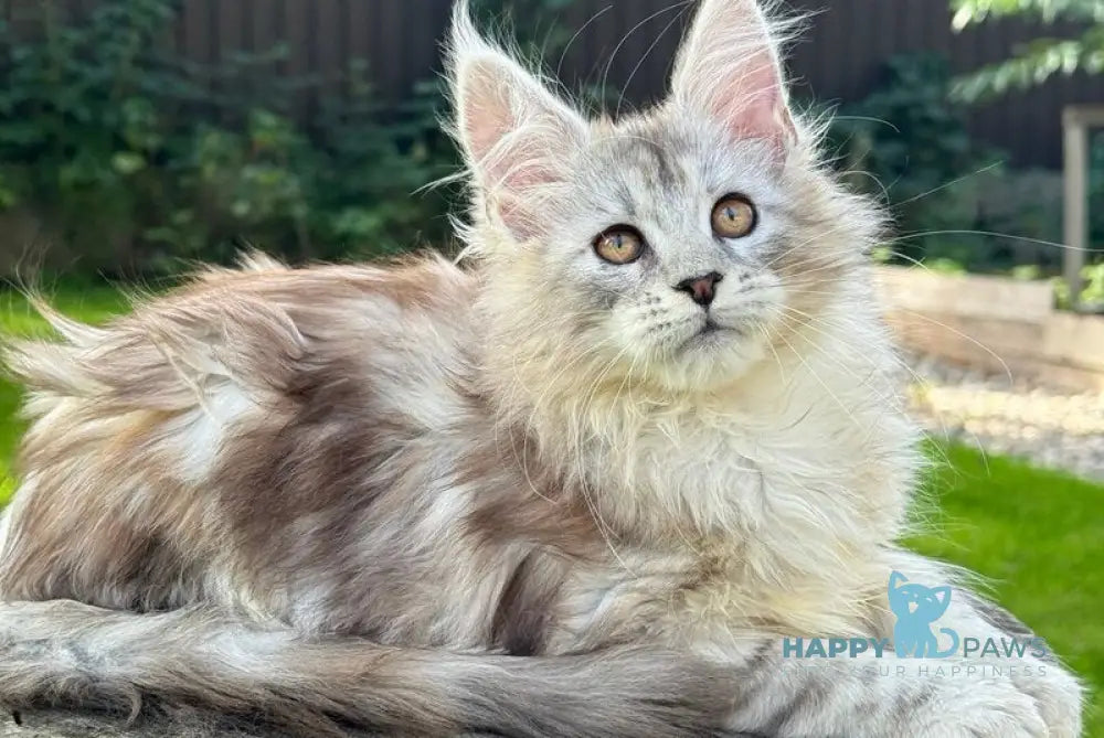 Noor Maine Coon female black tabby live animals
