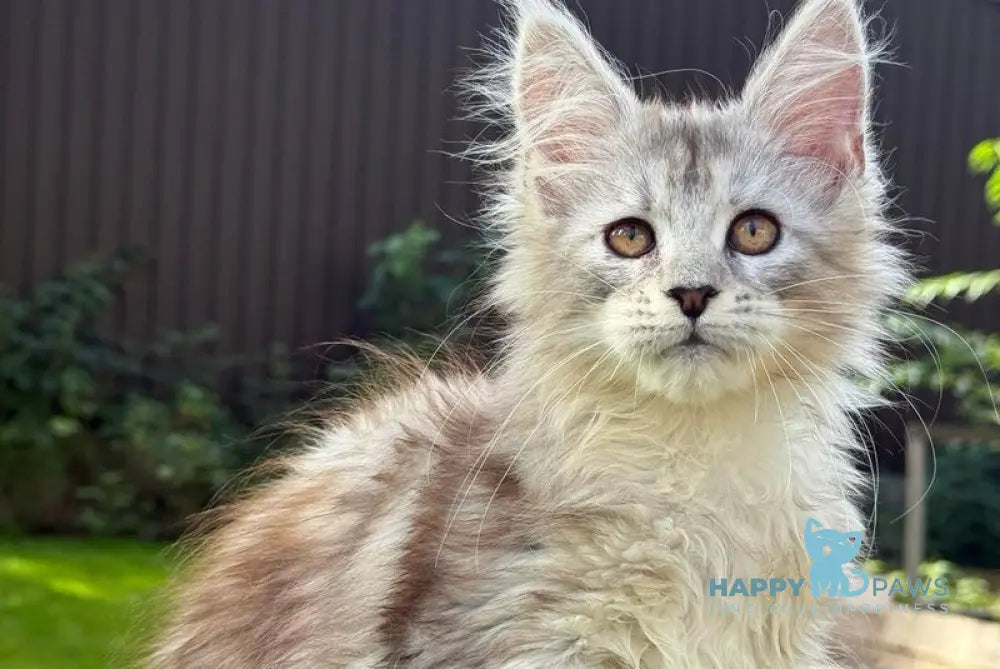 Noor Maine Coon female black tabby live animals