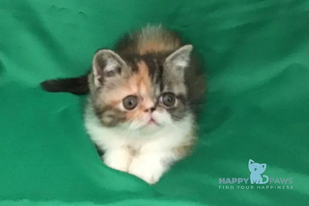 Nora Exotic female black tortie bicolour live animals