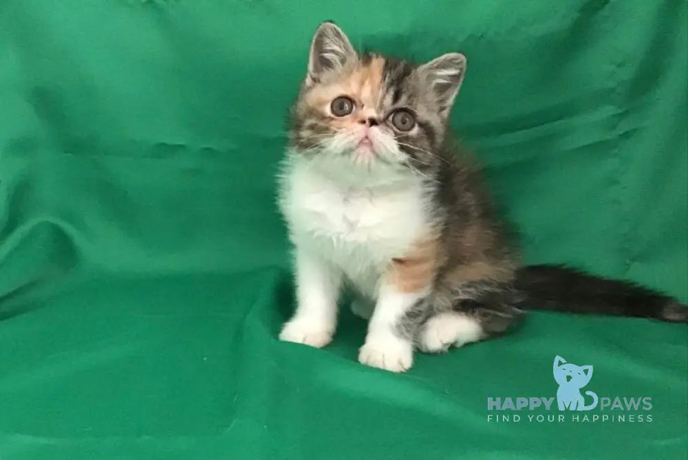 Nora Exotic female black tortie bicolour live animals