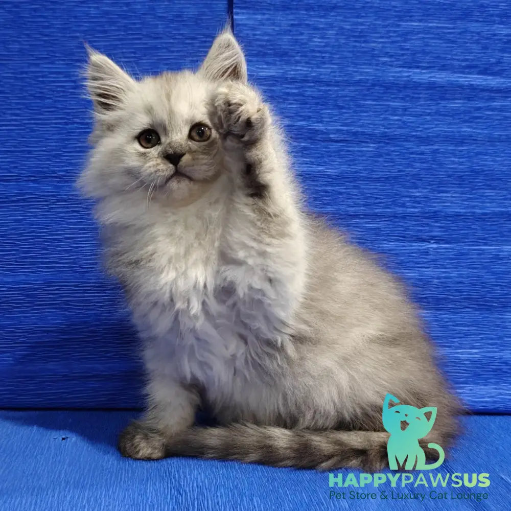 Nora Maine Coon female black silver - live animals