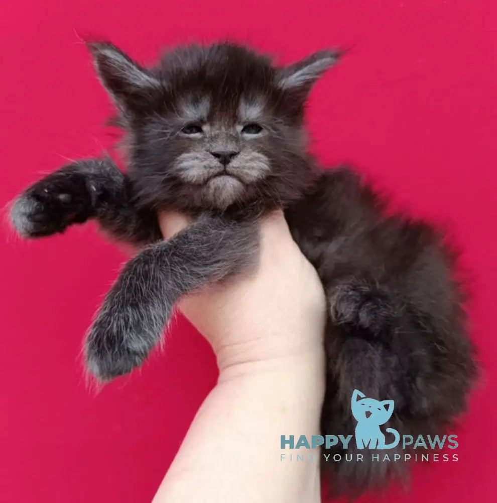 Nora Maine Coon female black smoke live animals