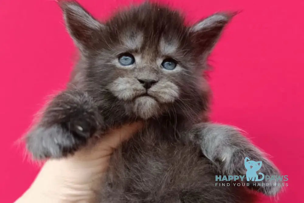 Nora Maine Coon female black smoke live animals