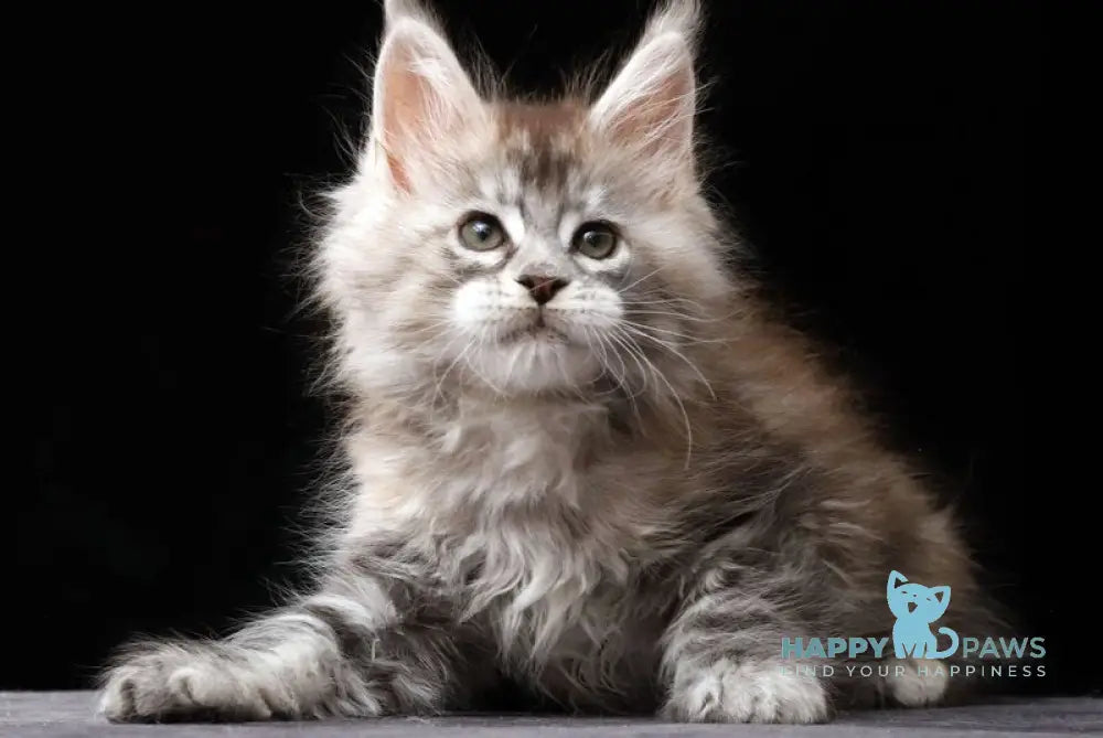 Nora Maine Coon female black tortie silver tabby live animals