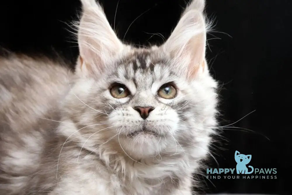 Nora Maine Coon female black tortie silver tabby live animals