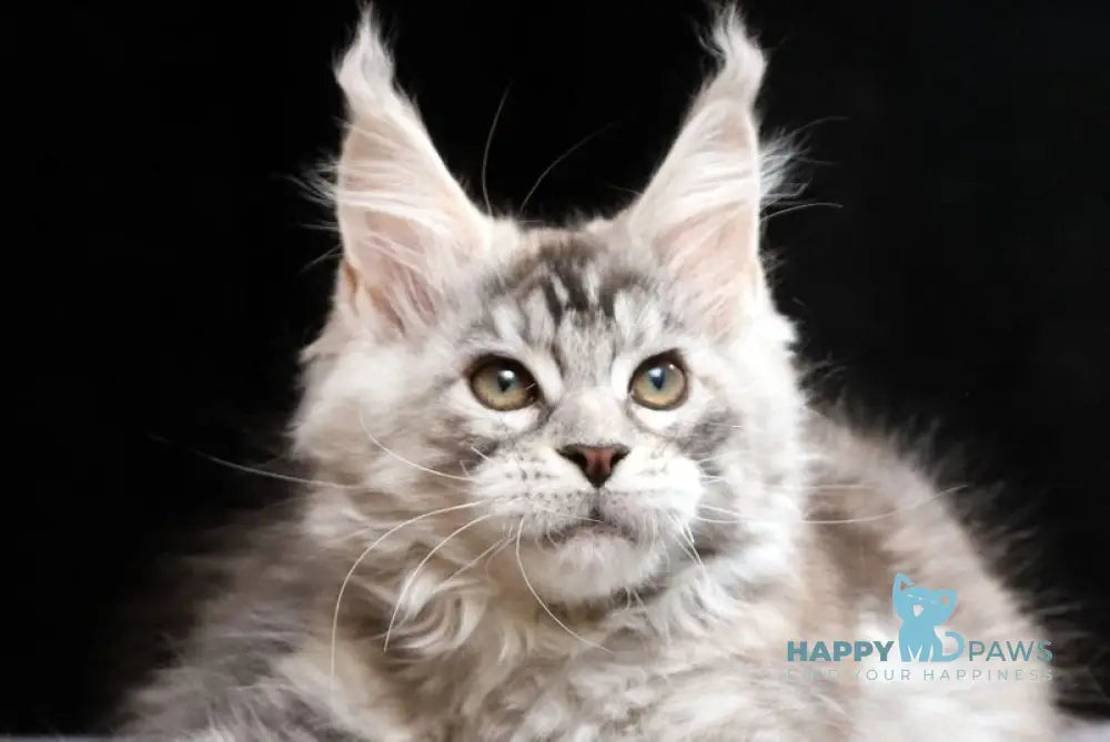 Nora Maine Coon female black tortie silver tabby live animals