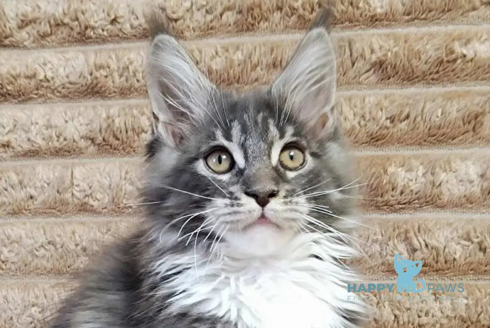 Nora Maine Coon female blue with white tabby live animals