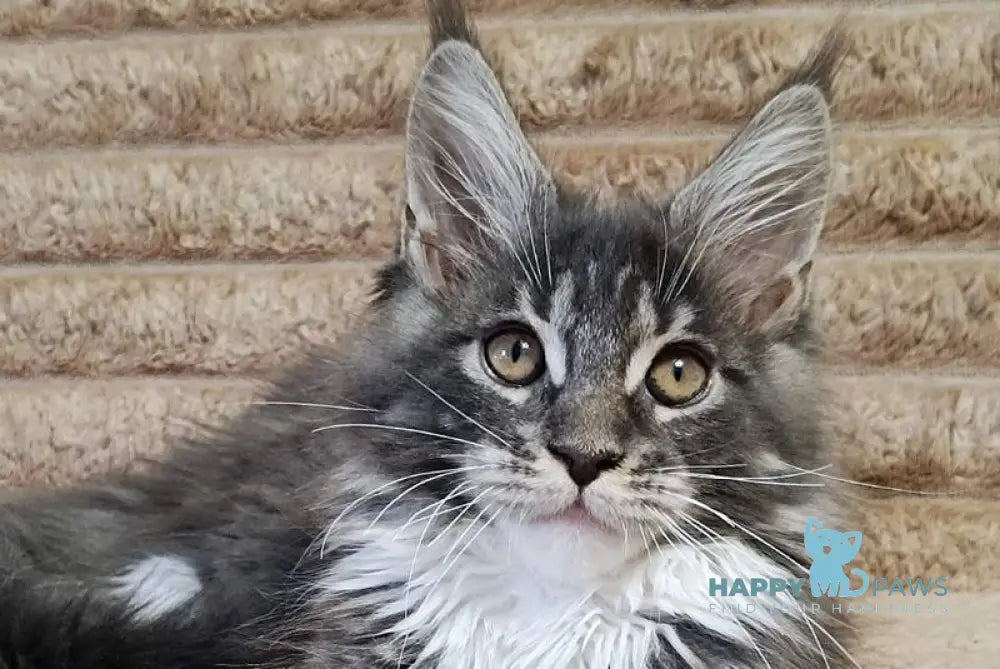 Nora Maine Coon female blue with white tabby live animals