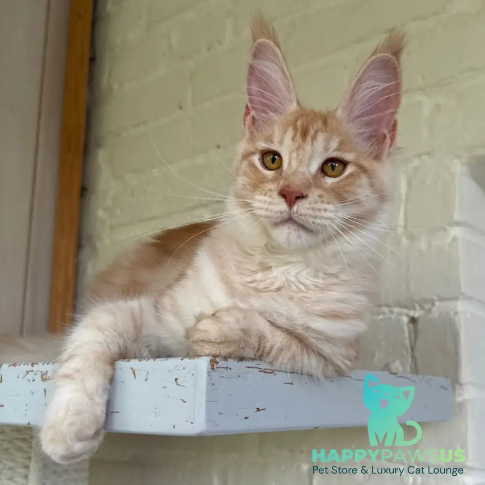 Nora Maine Coon female red silver spotted tabby - live animals