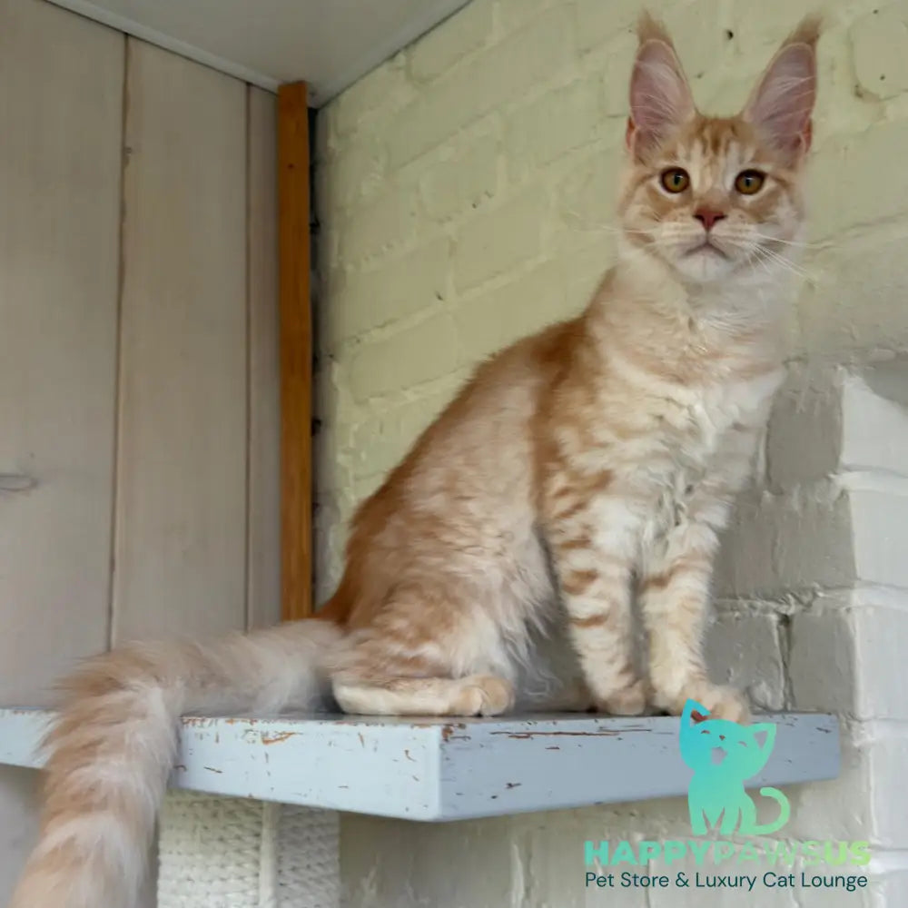 Nora Maine Coon female red silver spotted tabby - live animals