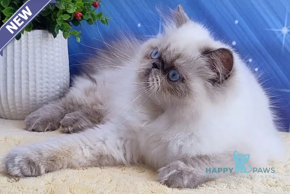 Nora Persian female blue pointed live animals