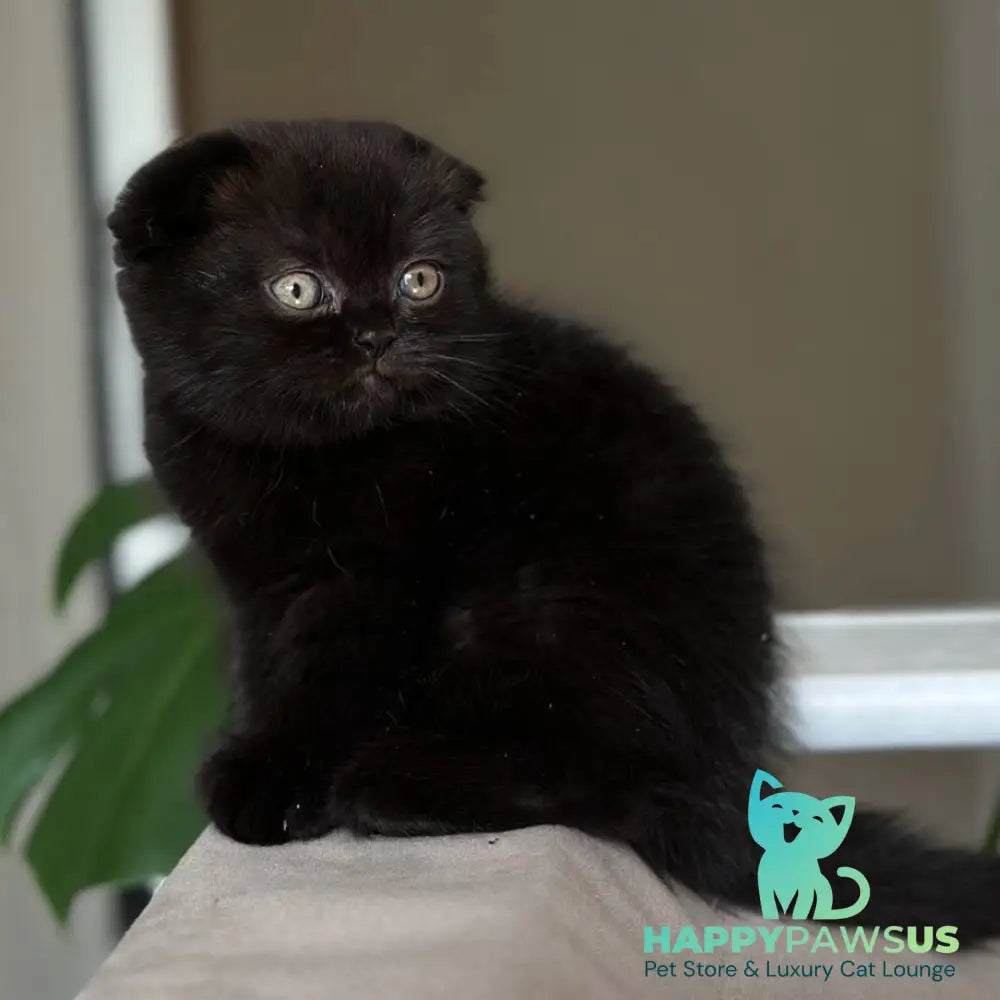 Nora Scottish Fold female black - live animals