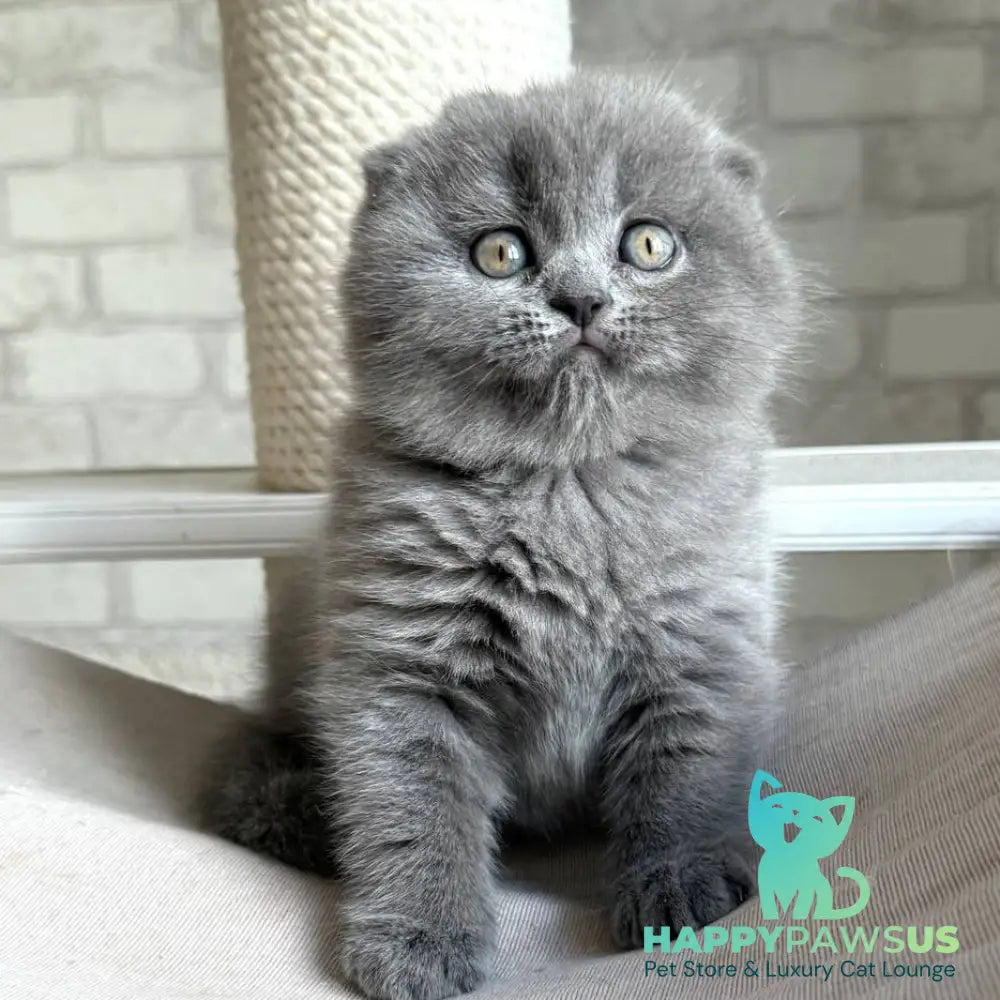 Nora Scottish Fold female blue - live animals