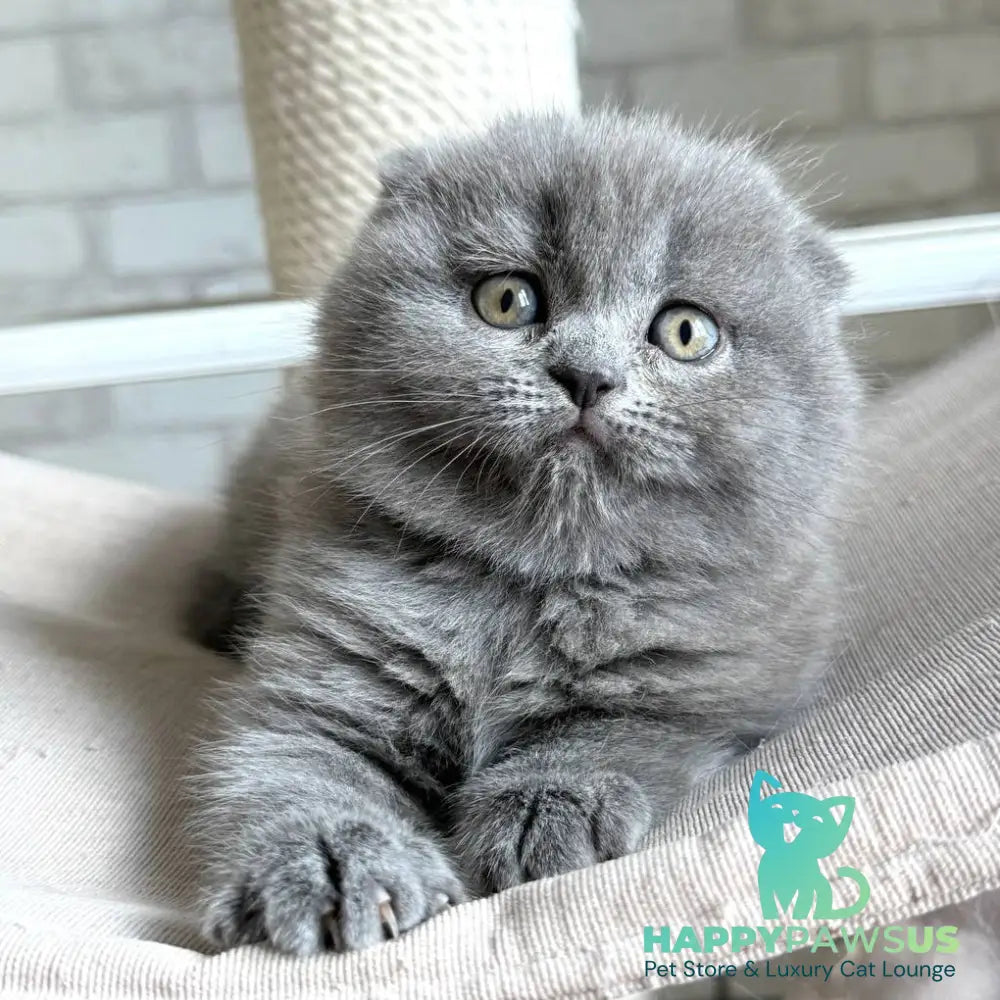 Nora Scottish Fold female blue - live animals
