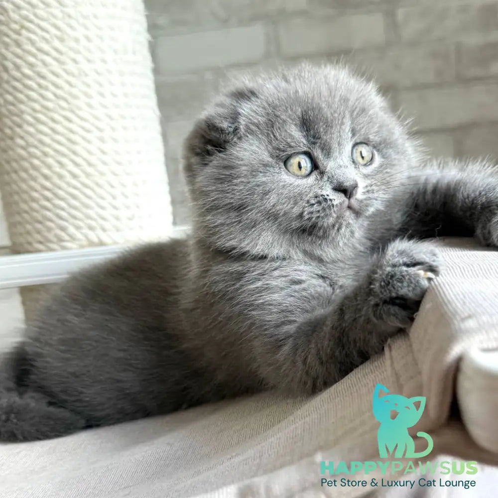 Nora Scottish Fold female blue - live animals