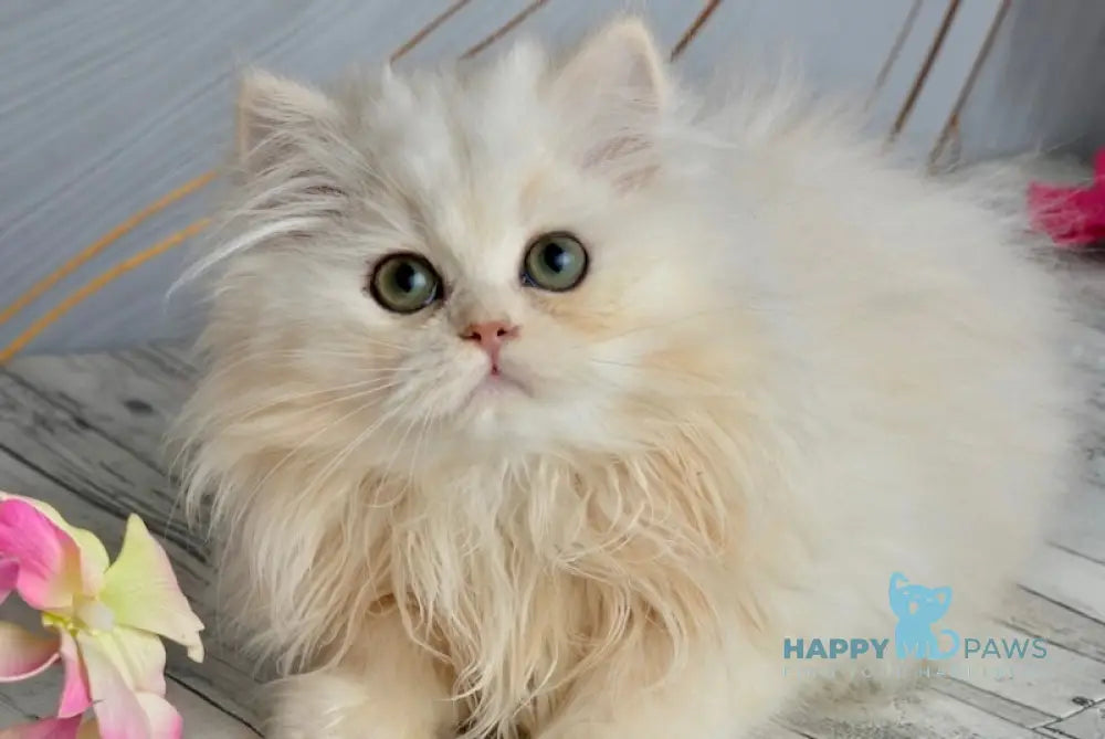 Nora Scottish Straight female black silver shaded live animals