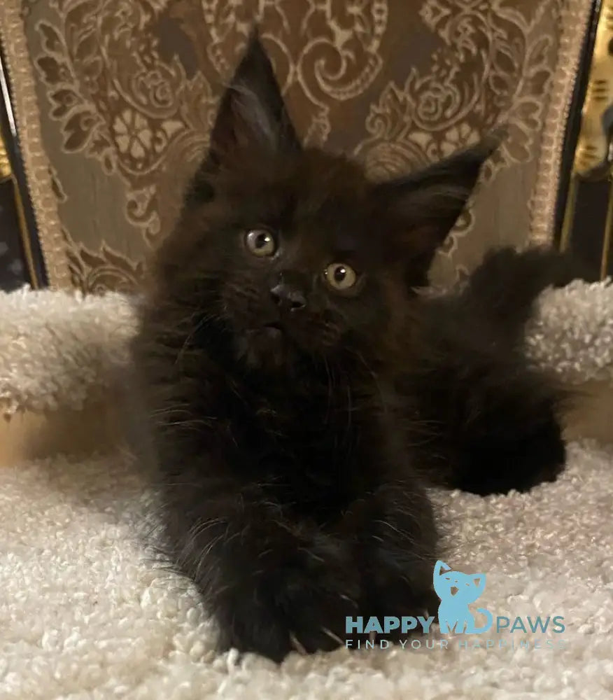 Nord Maine Coon male black live animals
