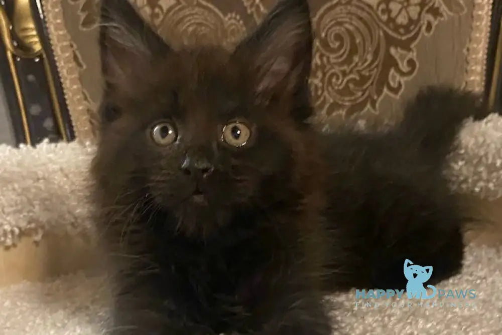 Nord Maine Coon male black live animals