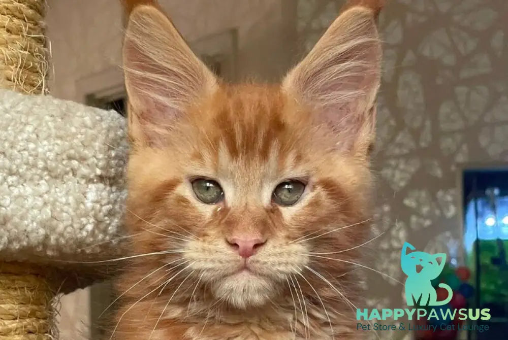 Nord Maine Coon male red - live animals