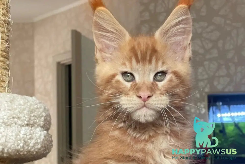 Nord Maine Coon male red - live animals