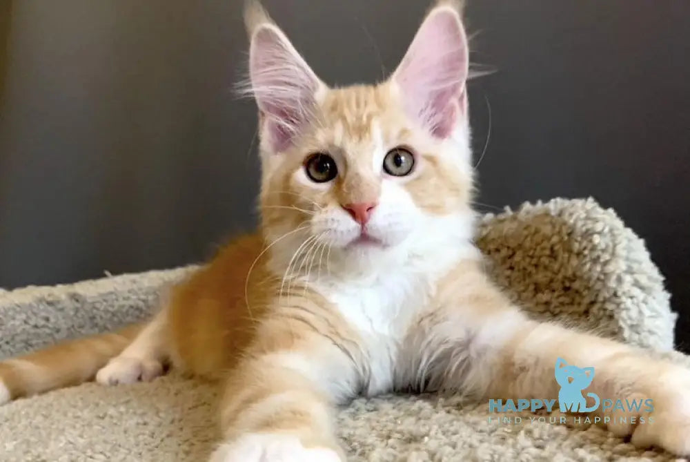 Nordic Maine Coon male red bicolour live animals