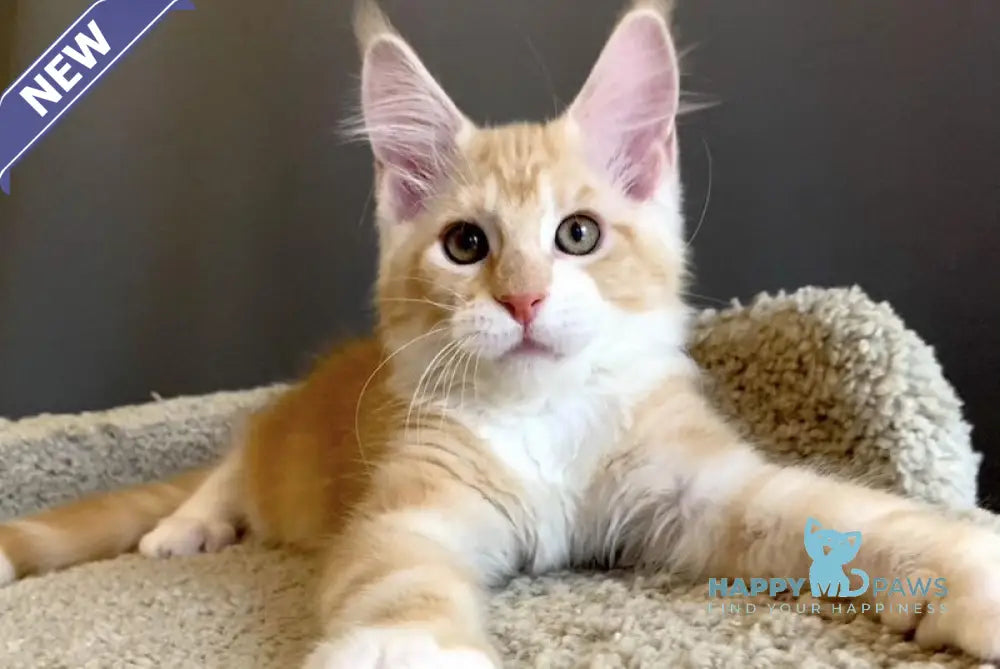 Nordic Maine Coon male red bicolour live animals