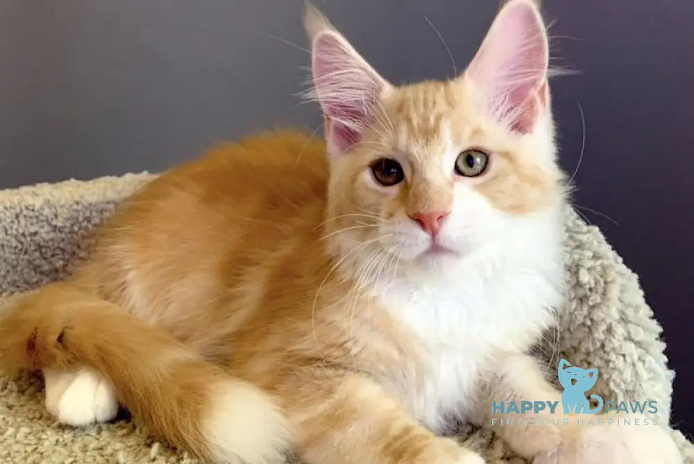 Nordic Maine Coon male red bicolour live animals