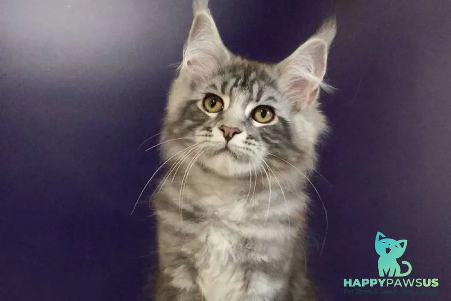 Norion Maine Coon polydactyl male black silver tabby - live animals