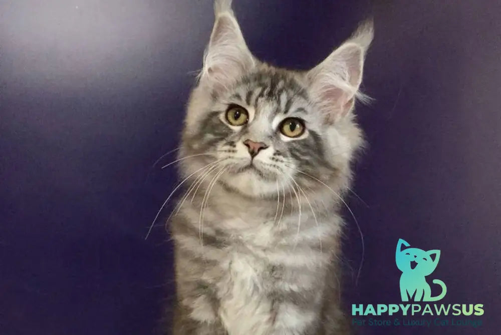 Norion Maine Coon polydactyl male black silver tabby - live animals