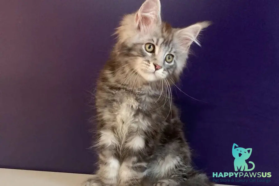Norion Maine Coon polydactyl male black silver tabby - live animals