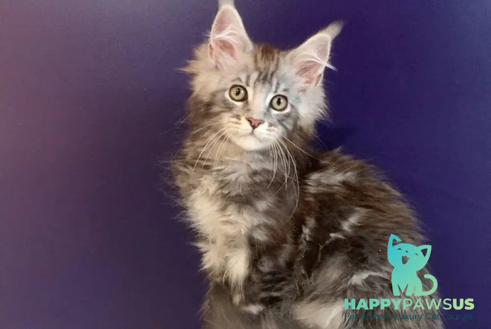 Norion Maine Coon polydactyl male black silver tabby - live animals