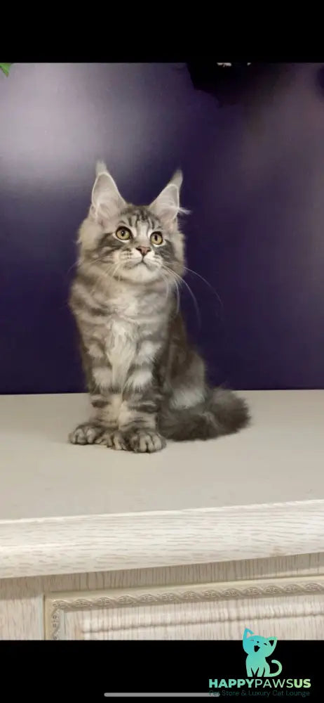 Norion Maine Coon polydactyl male black silver tabby - live animals